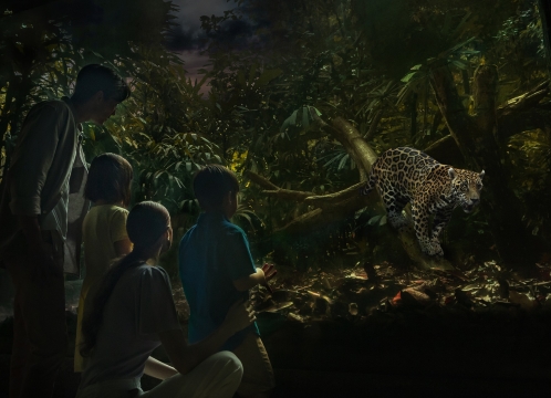 ナイトサファリ